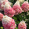 Hydrangea Living Pinky Promise Hydrangea Living Pinky Promise