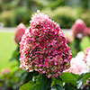 Hydrangea Living Pinky Promise Hydrangea Living Pinky Promise