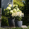 Hydrangea Living Pinky Promise Hydrangea Living Pinky Promise