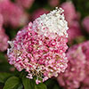 Hydrangea Living Pinky Promise Hydrangea Living Pinky Promise