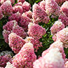 Hydrangea Living Pinky Promise Hydrangea Living Pinky Promise