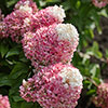 Hydrangea Living Pinky Promise Hydrangea Living Pinky Promise