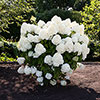 Hydrangea Living Summer Snow Hydrangea Living Summer Snow