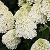 Hydrangea Living Summer Snow Hydrangea Living Summer Snow