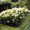 Hydrangea Living Summer Snow Hydrangea Living Summer Snow