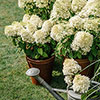 Hydrangea Living Summer Snow Hydrangea Living Summer Snow