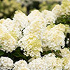 Hydrangea Living Summer Snow Hydrangea Living Summer Snow
