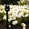 Hydrangea Living Summer Snow Hydrangea Living Summer Snow