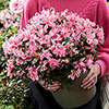 Azalea Pink Spider Azalea Pink Spider