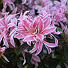Azalea Pink Spider Azalea Pink Spider