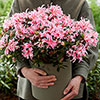 Azalea Pink Spider Azalea Pink Spider