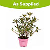 Azalea Pink Spider Azalea Pink Spider