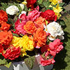 Begonia Compacta