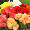 Begonia Compacta