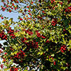 English Holly Hedges English Holly Hedges