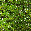 English Holly Hedges English Holly Hedges