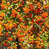 Pyracantha Orange Glow Pyracantha Orange Glow