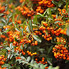 Pyracantha Orange Glow Pyracantha Orange Glow