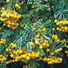 Pyracantha Soleil dOr Pyracantha Soleil dOr