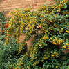 Pyracantha Soleil dOr Pyracantha Soleil dOr