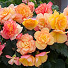 Begonia On Top Sunset Shades Begonia On Top Sunset Shades