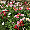 Bellis Belle