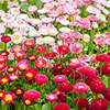 Bellis Belle