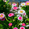 Bellis Belle