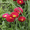 Bellis Belle