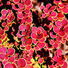Berberis Orange Sunrise Berberis Orange Sunrise