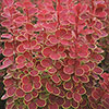 Berberis Orange Sunrise Berberis Orange Sunrise