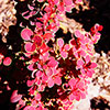 Berberis Orange Sunrise Berberis Orange Sunrise
