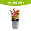 Berberis Orange Sunrise Berberis Orange Sunrise