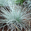 Blue Festuca Grass Blue Festuca Grass