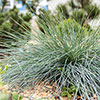 Blue Festuca Grass Blue Festuca Grass