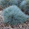 Blue Festuca Grass Blue Festuca Grass