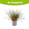 Blue Festuca Grass Blue Festuca Grass