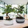 Bonsai Tribal Mix Bonsai Tribal Mix