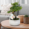 Bonsai Tribal Mix Bonsai Tribal Mix