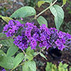 Buddleia Floral Fanfare Buddleia Floral Fanfare