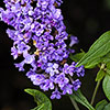 Buddleia Floral Fanfare Buddleia Floral Fanfare