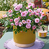 Rose Amirose