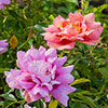 Rose Amirose