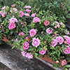 Rose Amirose