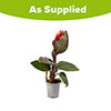 Canna Lily Cannova Bronze Peach Canna Lily Cannova Bronze Peach