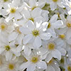 Clematis Avalanche Clematis Avalanche