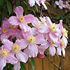 Clematis montana Elizabeth Clematis montana Elizabeth