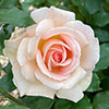 Patio Standard Rose Chandos Beauty