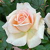Patio Standard Rose Chandos Beauty