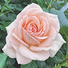 Patio Standard Rose Chandos Beauty